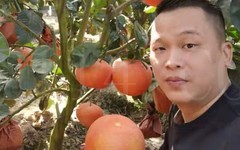 漳州红心柚子树苗